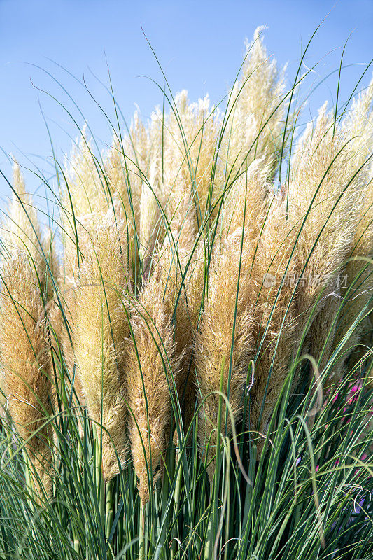 潘帕斯格拉斯，Cortaderia selloana